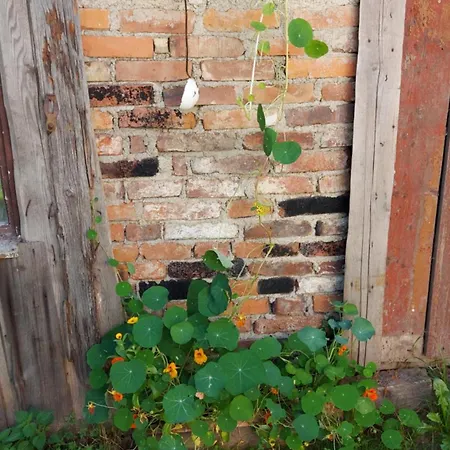 Z Dusza شكلارسكا بوريبا